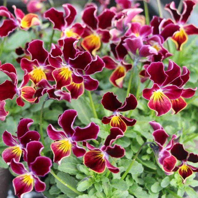 うえたビオラ「フェアリーフェネック」3番(3.5号ポット)