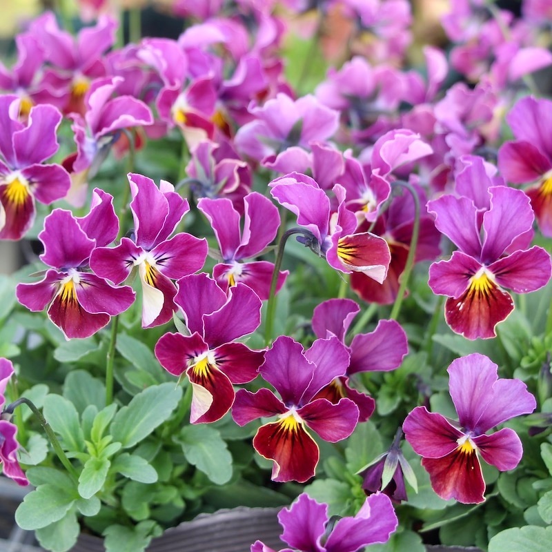 うえたビオラ「フェアリーフェネック」4番(3.5号ポット)