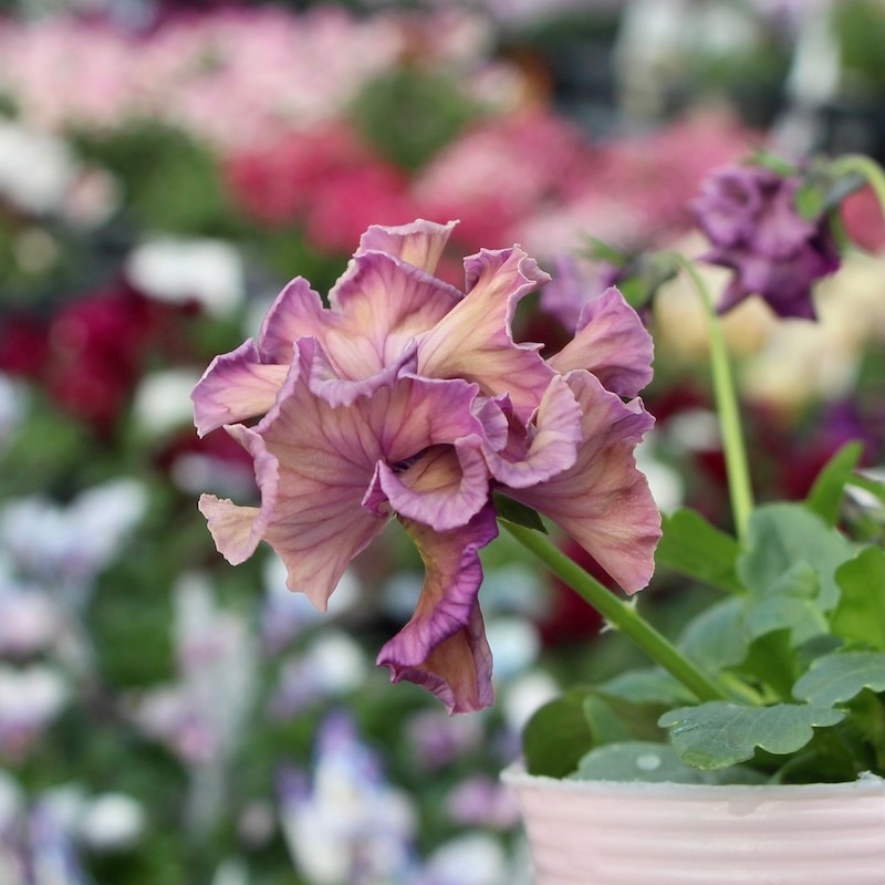 現品!! コウロギさん育種ビオラ「NOBUKOセレクション」＜21-12＞(3.5号ポット)