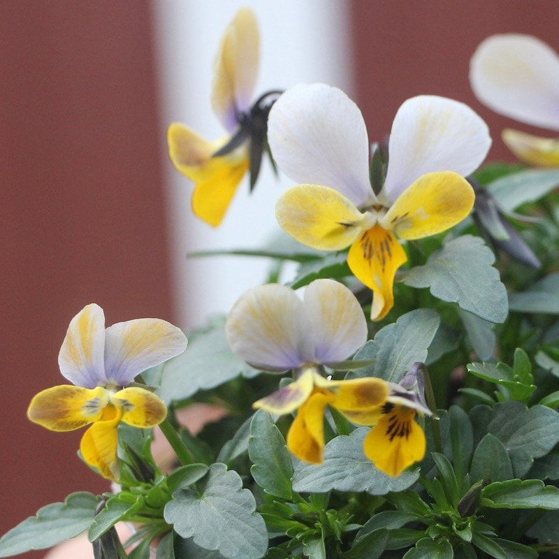 現品!! コウロギさん育種ビオラ「NOBUKOセレクション」＜21-14＞(3.5号ポット)