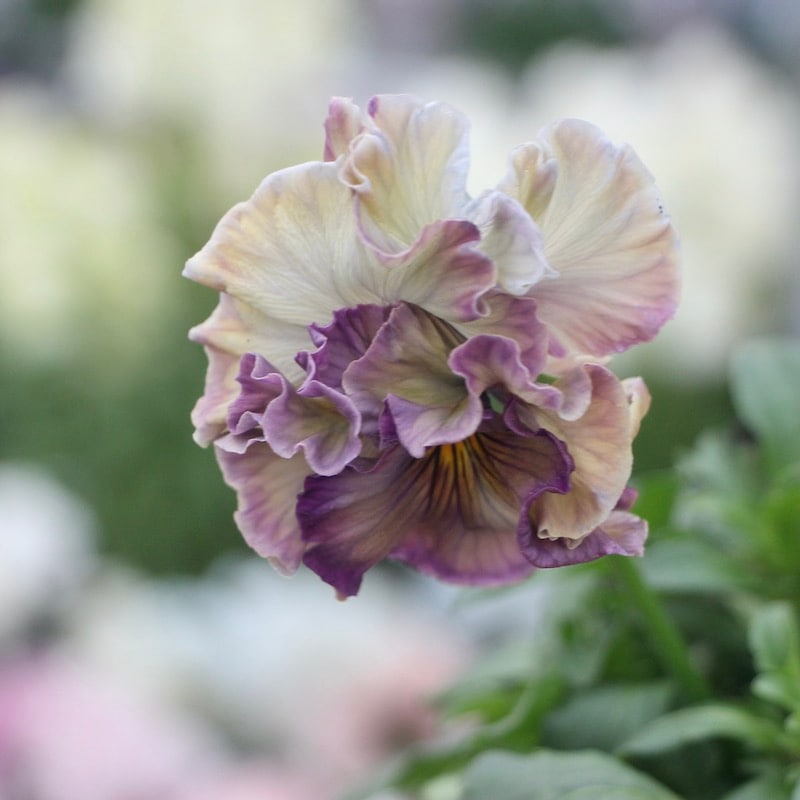 現品!! コウロギさん育種ビオラ「NOBUKOセレクション」＜21-15＞(3.5号ポット)