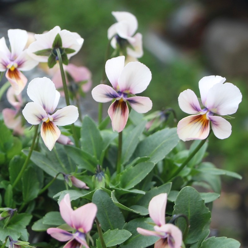 画像で花弁の色・形を選べる!!うえたビオラ「パピヨンワールド」212番