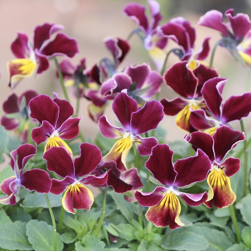 画像で花弁の色・形を選べる!!うえたビオラ「フェアリーフェネック」5番