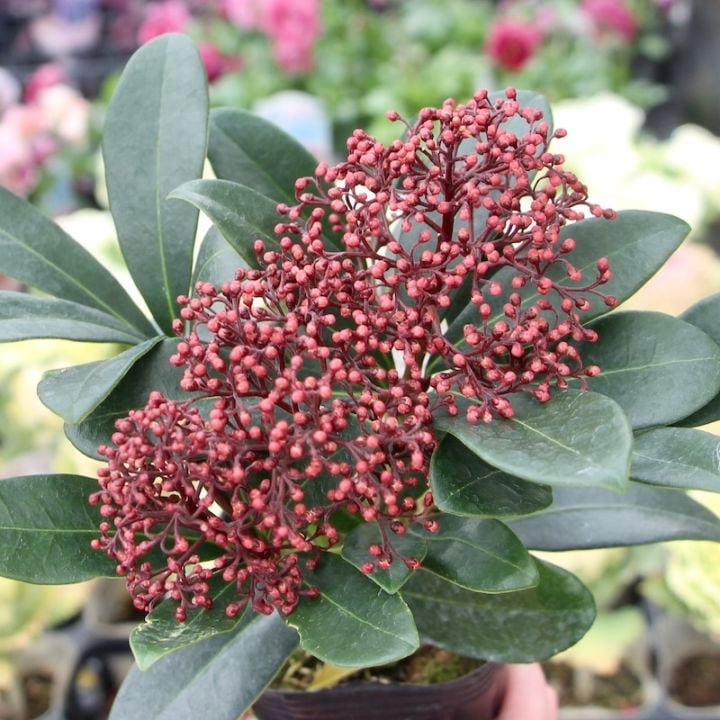 とっても綺麗な2本立ち蕾つき☆スキミア「ルベラ」(3号ポット)