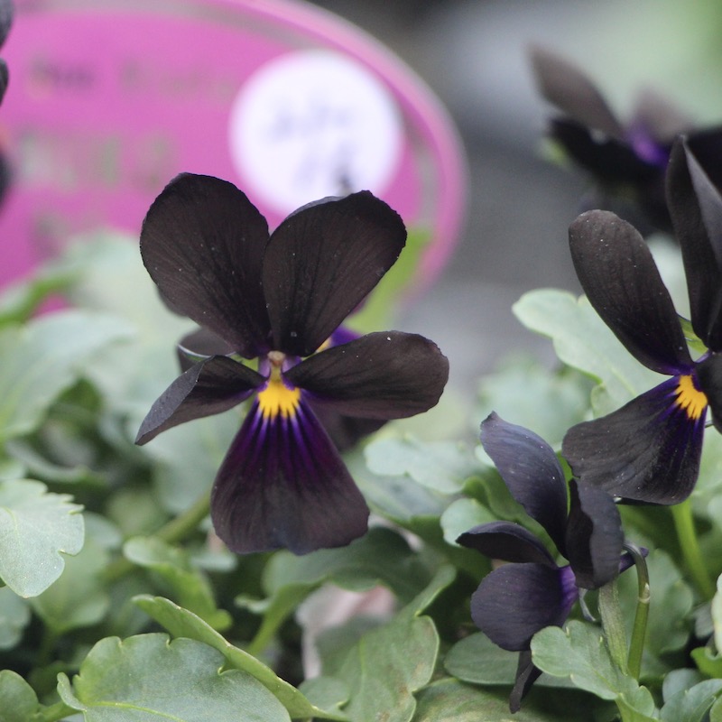 現品!!コウロギさん育種ビオラ「NOBUKOセレクション」＜21-16＞(3.5号ポット)