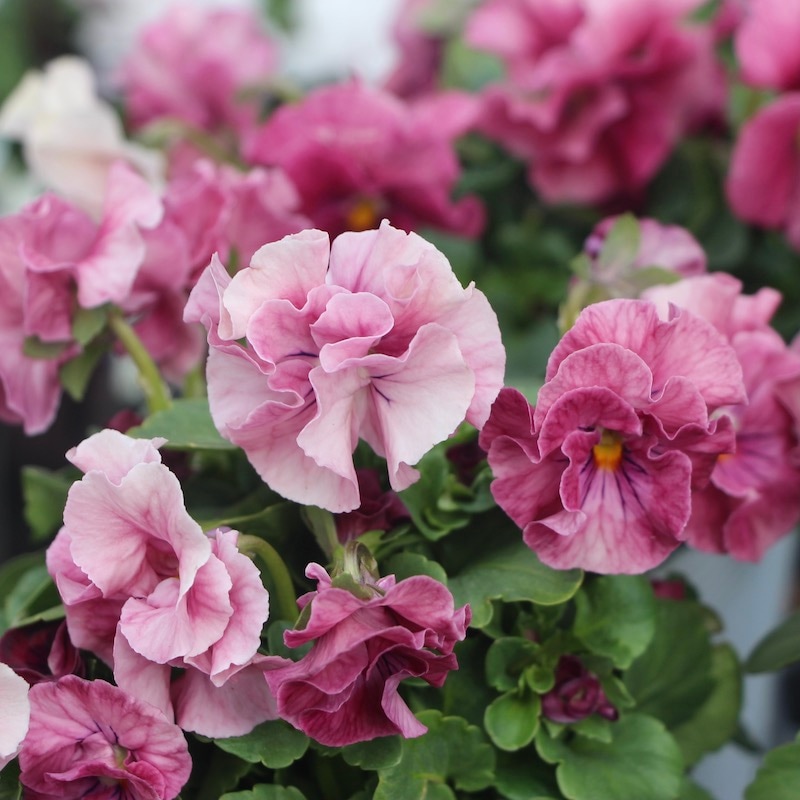 うえたオリジナルビオラ 試験品種 No.128 ＜A＞(3.5号ポット)