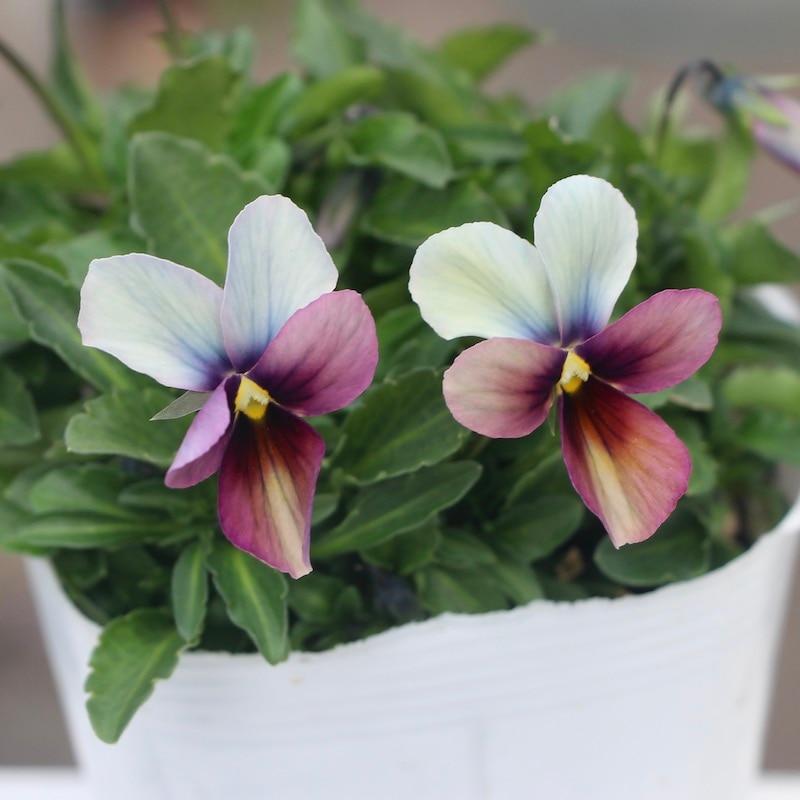 うえたビオラ「パピヨンワールド」21-29番(3.5号ポット)