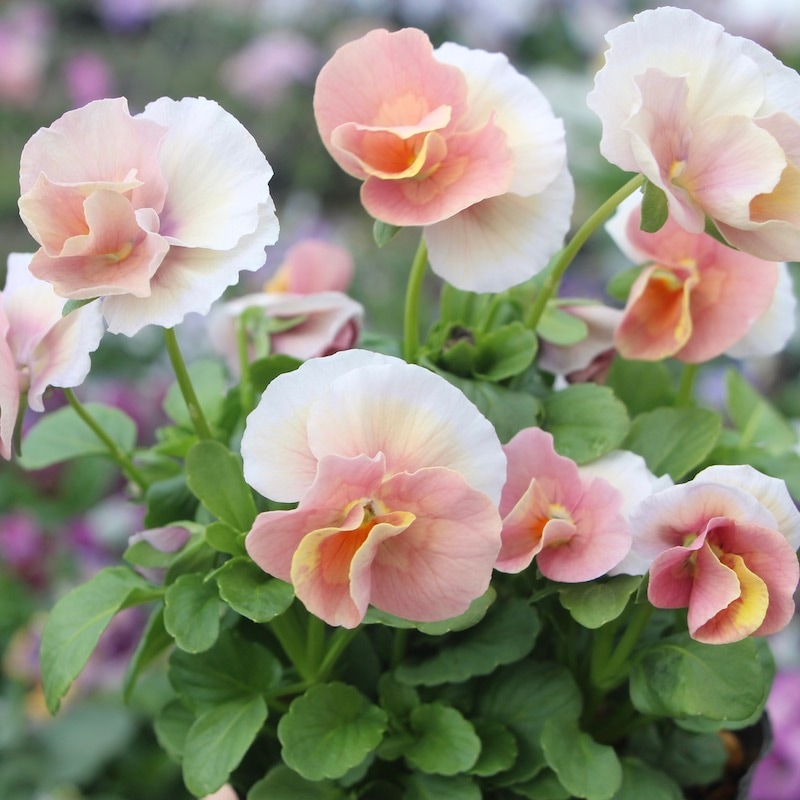 画像で花色を選べる!!うえたビオラ 「アンジュフルール」＜1番＞
