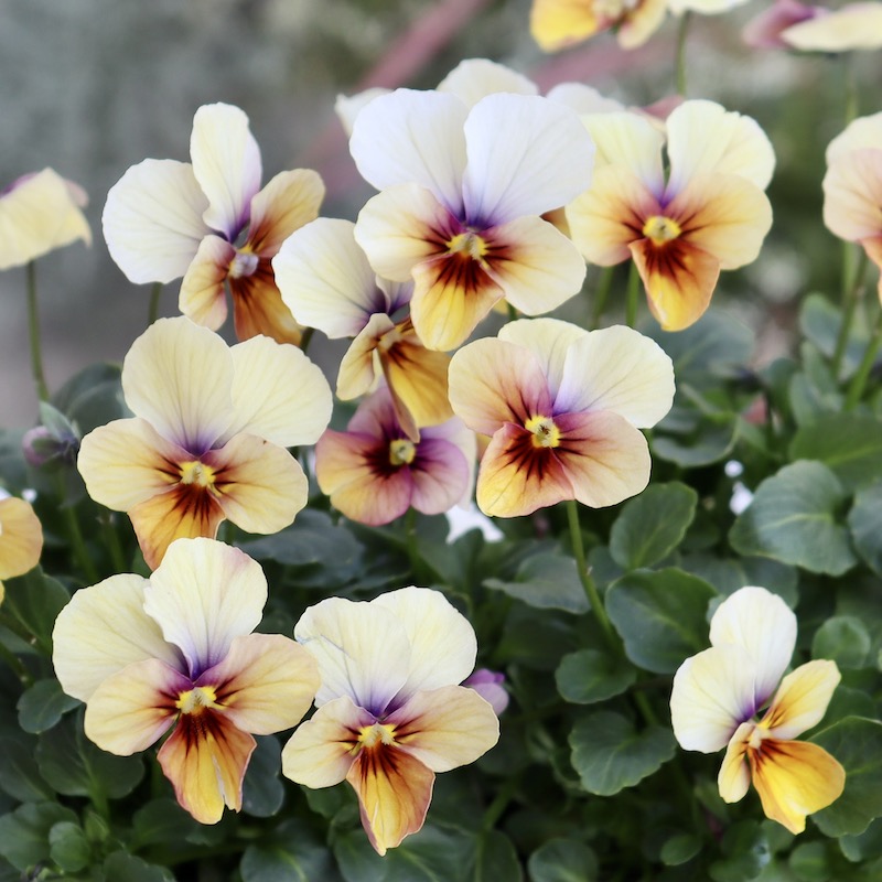 画像で花弁の色・形を選べる!!うえたビオラ「パピヨンワールド」218番