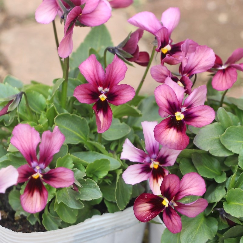 画像で花弁の色・形を選べる!!うえたビオラ「パピヨンワールド」231番