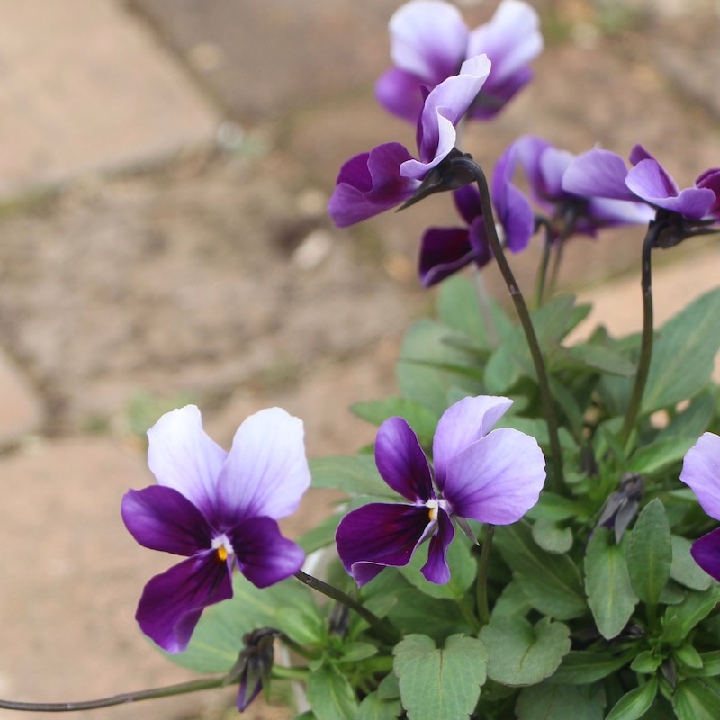 現品1点限り!!うえたビオラ「パピヨンワールド」21-37番(3.5号ポット)