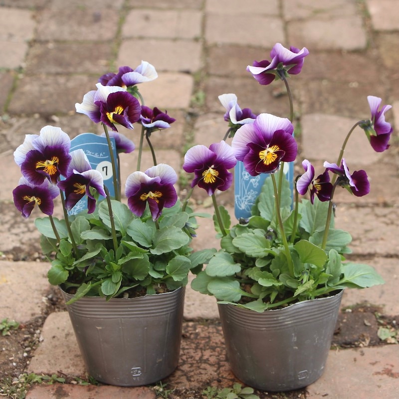 吉村さんのビオラ「ブローインフィールド」＜7番＞21年度