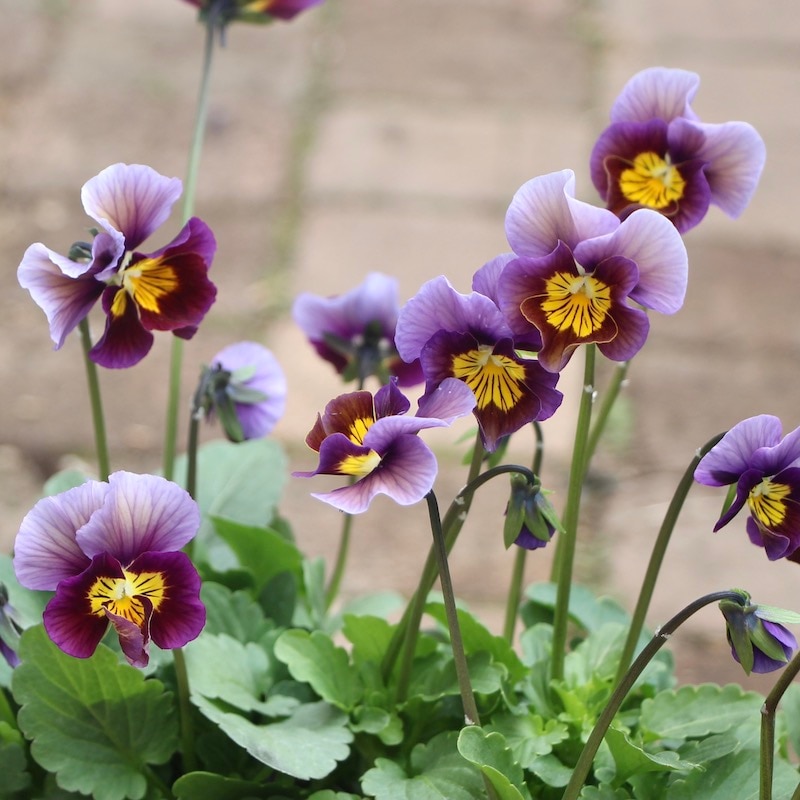 吉村さんのビオラ「ブローインフィールド」＜1番＞21年度