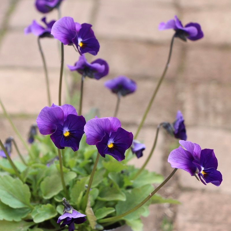 現品1株限り!! 吉村さんのビオラ「ブローインフィールド」＜10番＞21年度