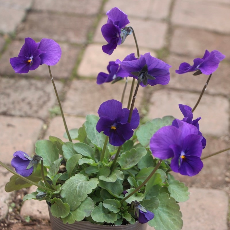 現品1株限り!! 吉村さんのビオラ「ブローインフィールド」＜13番＞21年度