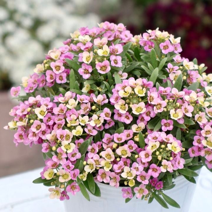 今一番綺麗♪栄養系アリッサム「シェリ」アプリコット(2.5号ロングポット)