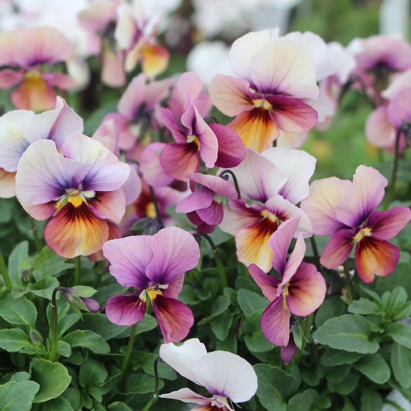 画像で花弁の色・形を選べる!!うえたビオラ「パピヨンワールド」21-38番