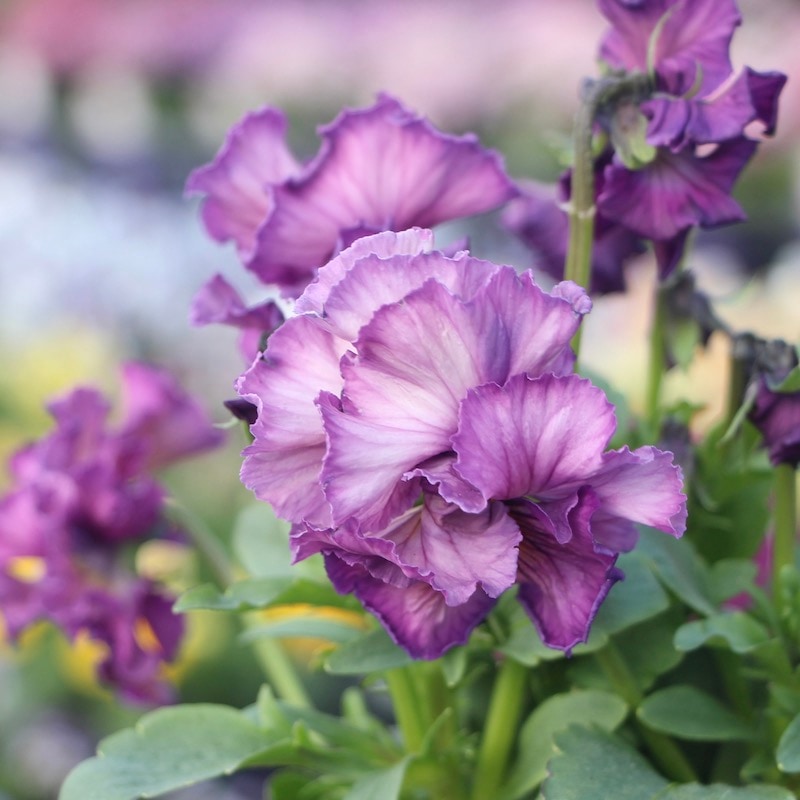 現品!!コウロギさん育種ビオラ「NOBUKOセレクション」＜21-18＞(3.5号ポット)