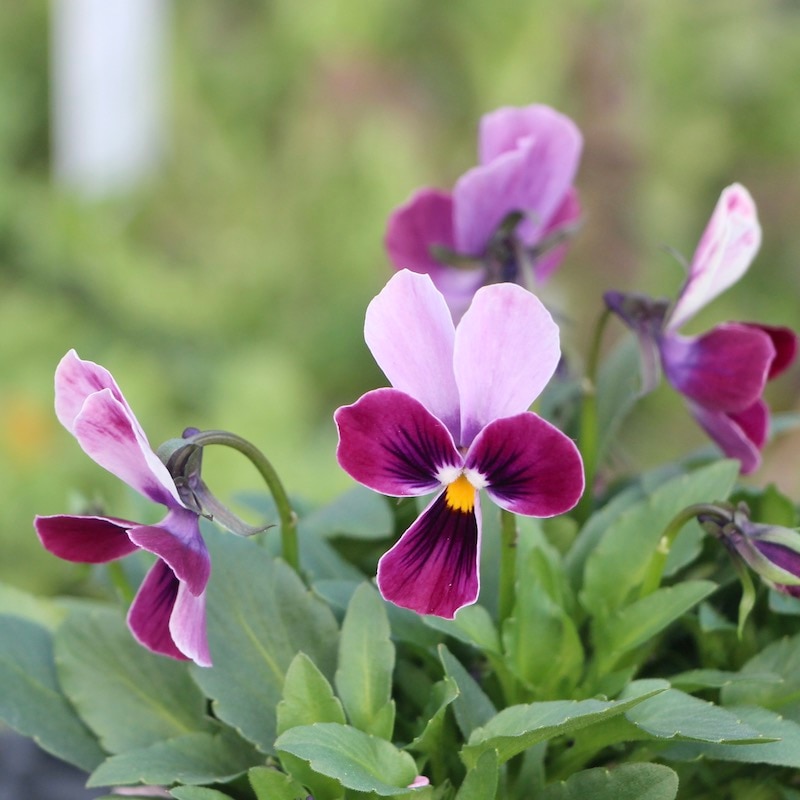 現品!!コウロギさん育種ビオラ「NOBUKOセレクション」＜21-19＞(3.5号ポット)