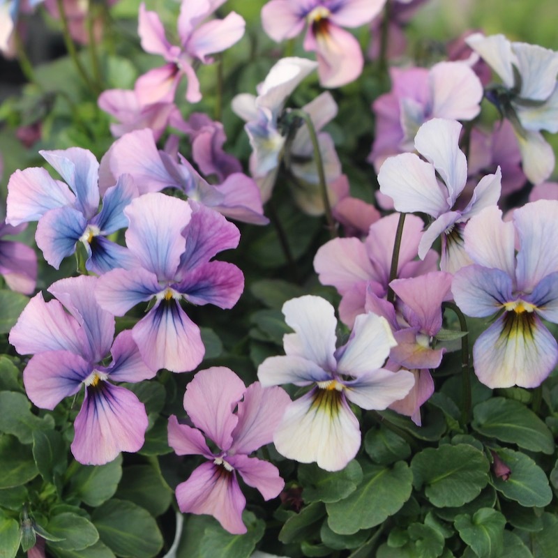 うえたビオラ「パピヨンワールド」21-39番(3.5号ポット)