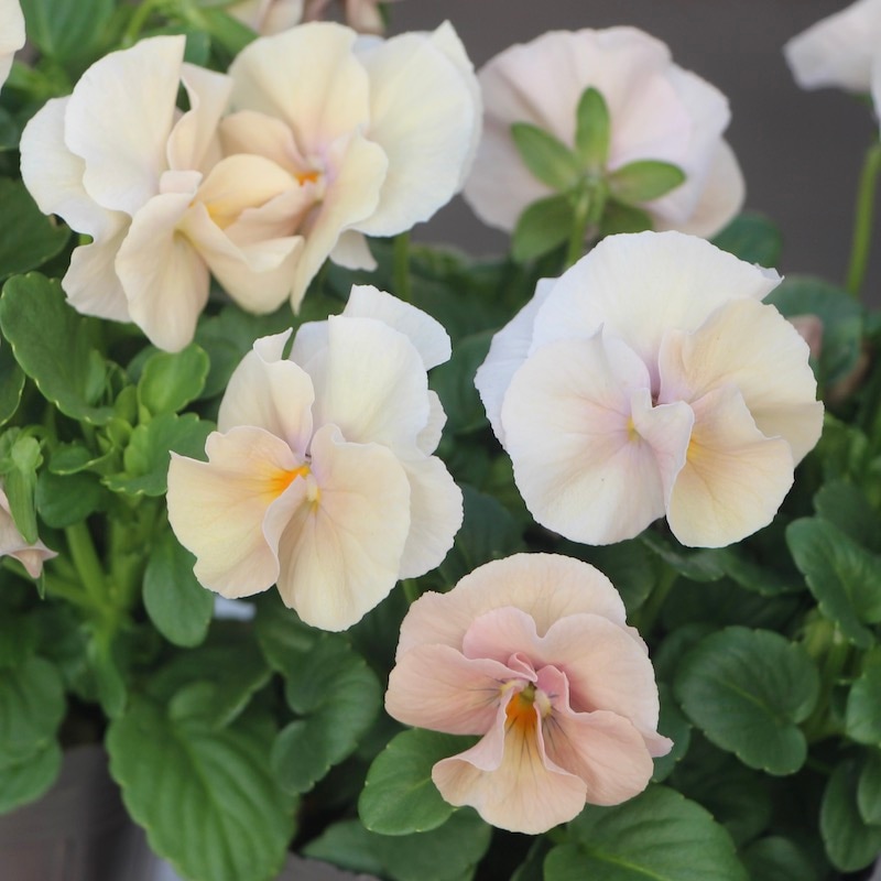 うえたビオラ 「アンジュフルール」＜4番＞ (3.5号ポット)