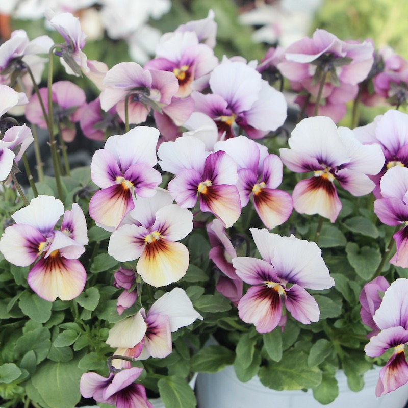 画像で花弁の色・形を選べる!!うえたビオラ「パピヨンワールド」287番