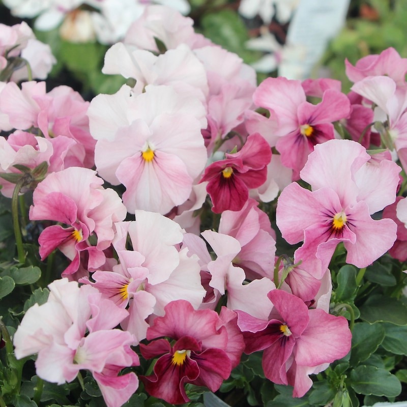 うえたビオラ 試験品種 No.140 ＜1＞(3.5号ポット)