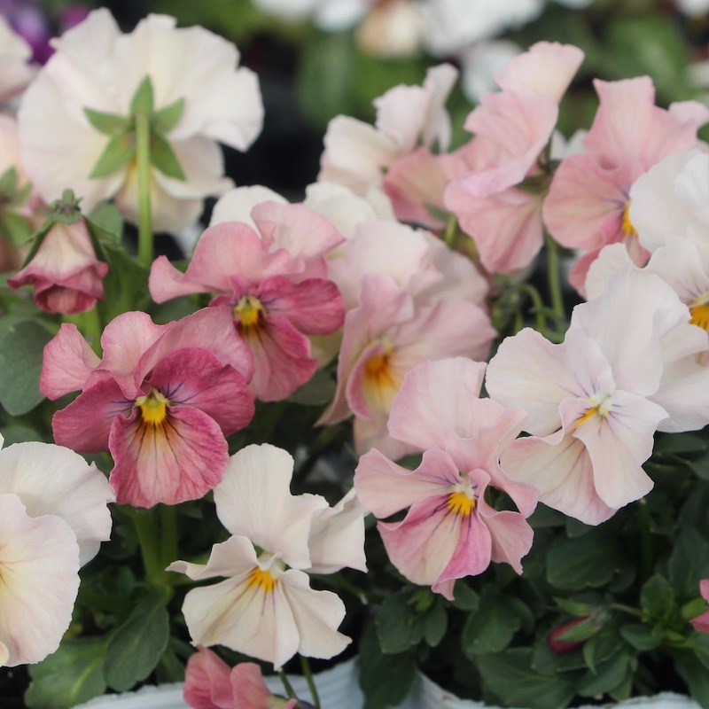 うえたビオラ 試験品種 No.140 ＜2＞(3.5号ポット)