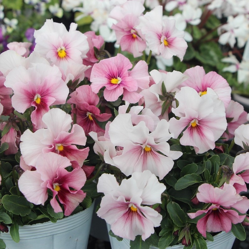 うえたビオラ 試験品種 No.140 ＜4＞(3.5号ポット)