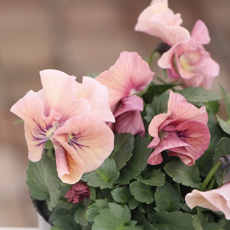 現品1点限り!! うえたパンジー「天の羽衣」21-09番(3.5号ポット)