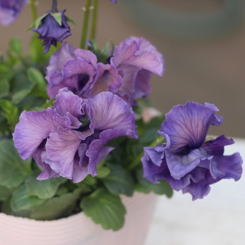 現品!!コウロギさん育種ビオラ「NOBUKOセレクション」＜21-22＞(3.5号ポット)