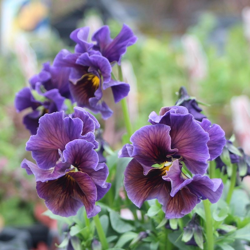 現品!!コウロギさん育種ビオラ「NOBUKOセレクション」＜21-24＞(3.5号ポット)