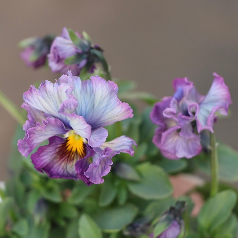 satoko様専用【現品・ポットまま発送】変わり咲きビオラ試作品24 現品