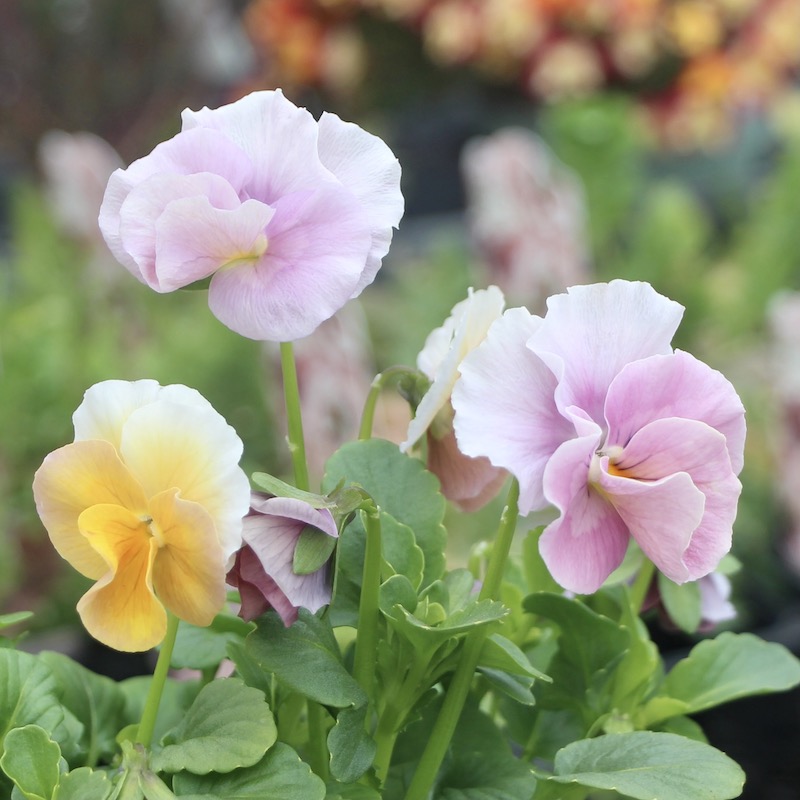 画像の現品!!うえたビオラ 「アンジュフルール」<6番> (3.5号ポット)