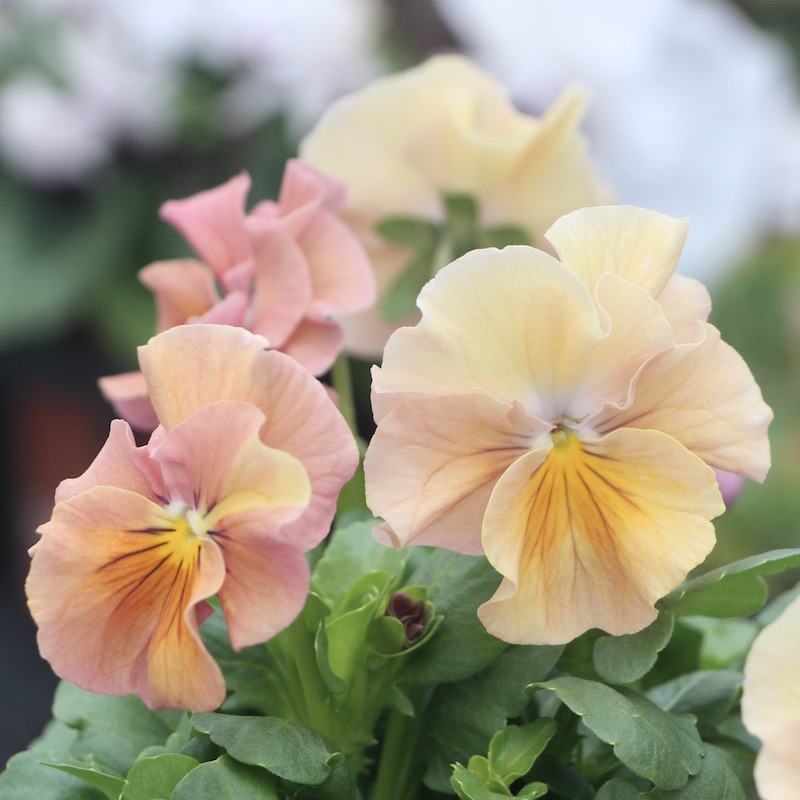 画像の現品!!うえたビオラ 「アンジュフルール」<7番> (3.5号ポット)