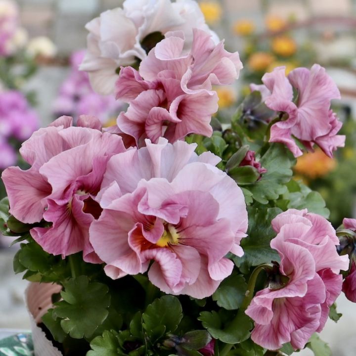 画像で色を選べる!!うえたパンジー「マリーリーン」<22番>