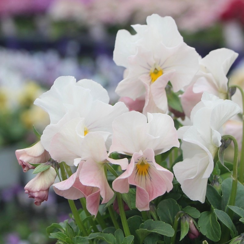 うえたビオラ 試験品種 No.140 ＜5＞(3.5号ポット)