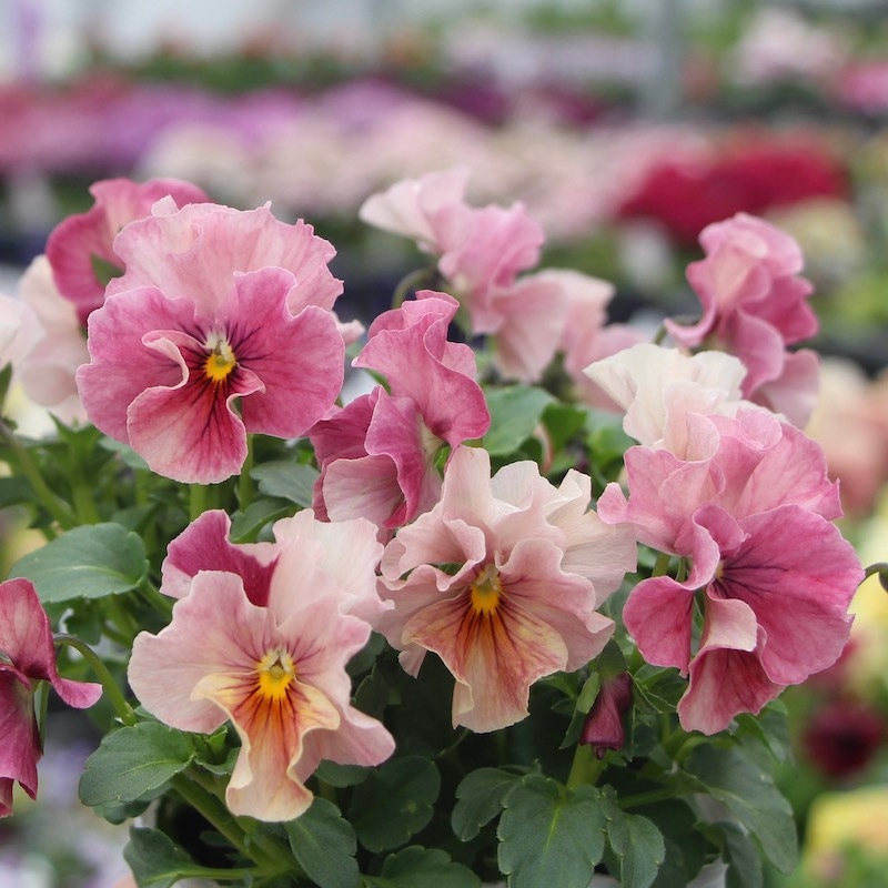 画像の現品限り!!うえたビオラ 試験品種 No.140 ＜7＞(3.5号ポット)