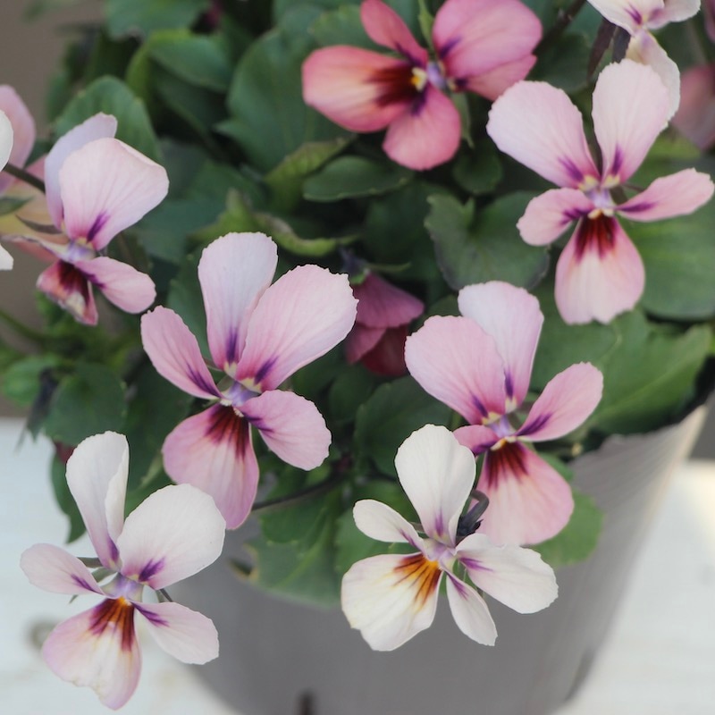 うえたビオラ「パピヨンワールド」21-43番(3.5号ポット)