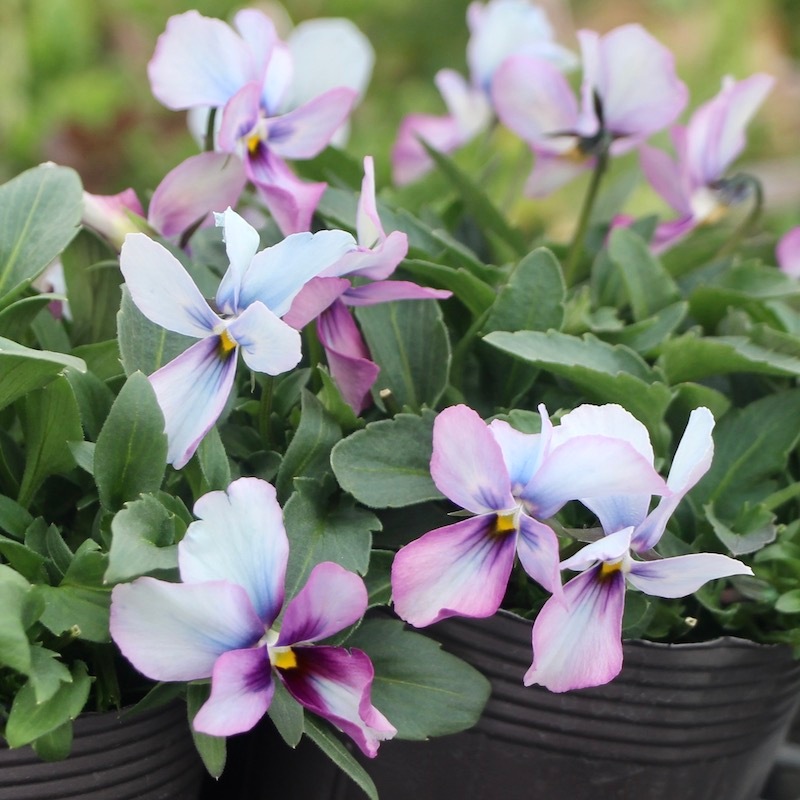 画像で花弁の色・形を選べる!!うえたビオラ「パピヨンワールド」21-44番