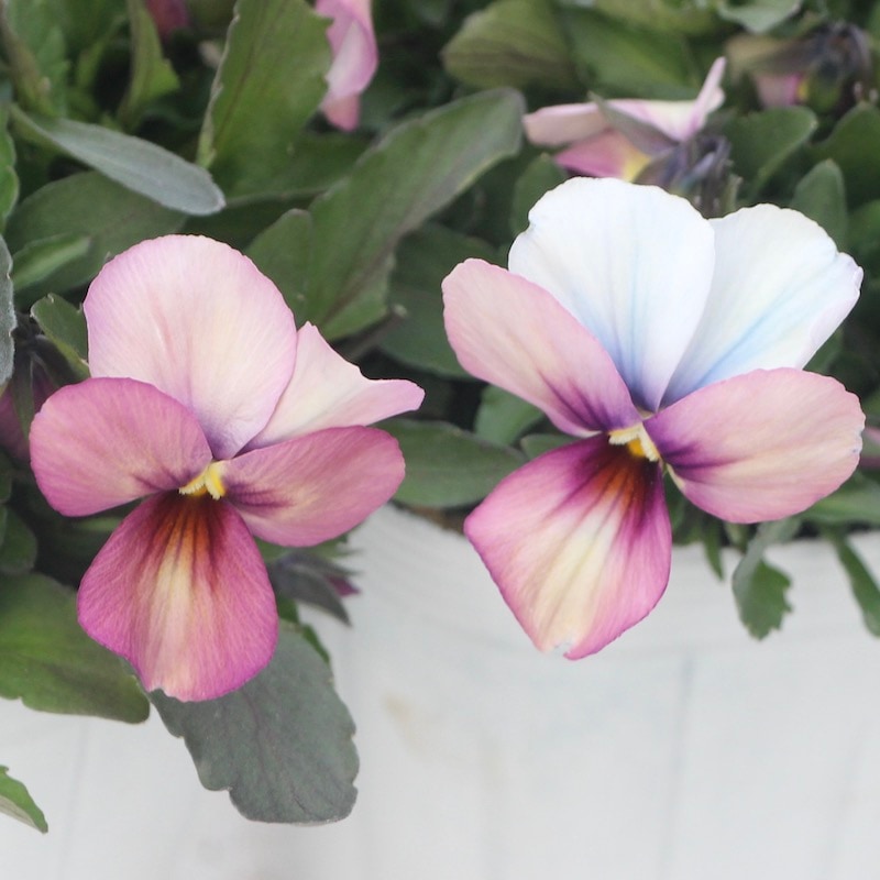 画像で花弁の色・形を選べる!!うえたビオラ「パピヨンワールド」289番