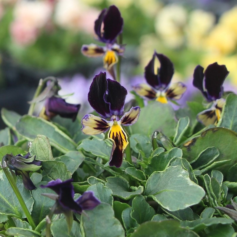 現品!!コウロギさん育種ビオラ「NOBUKOセレクション」＜21-30＞(3.5号ポット)