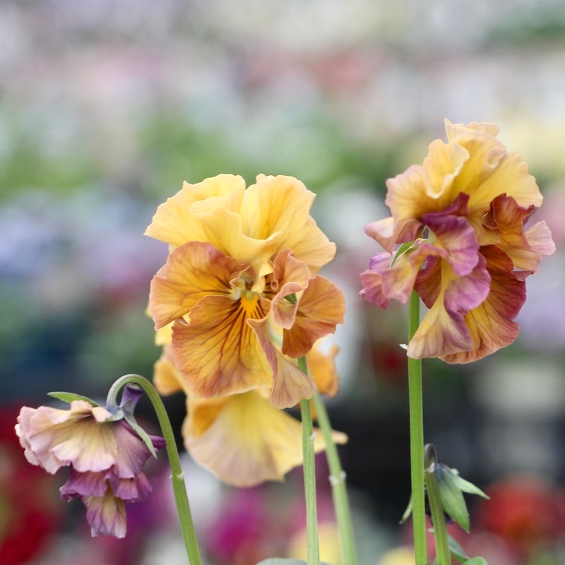 現品1点限り!!コウロギさん育種ビオラ「NOBUKOセレクション」＜21-31＞