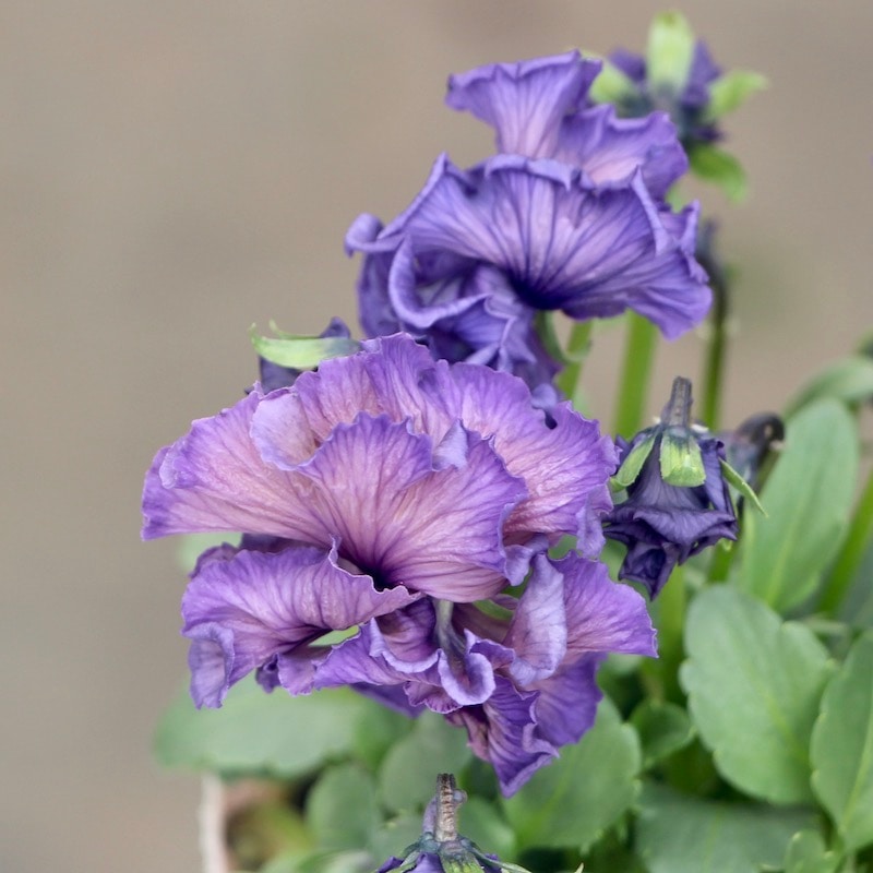 現品!!コウロギさん育種ビオラ「NOBUKOセレクション」＜21-32＞(3.5号ポット)