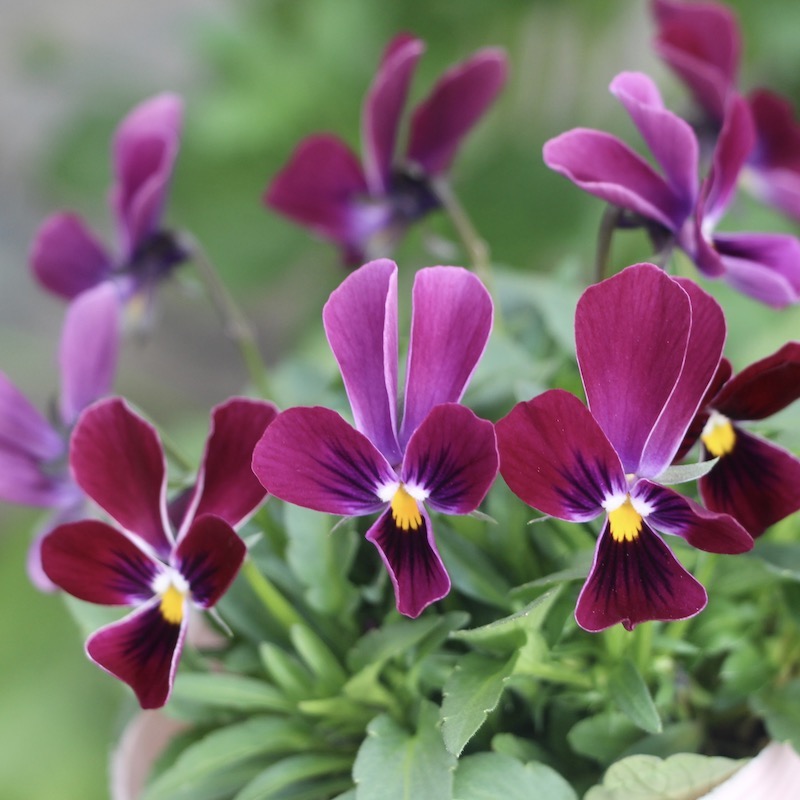 現品!!コウロギさん育種ビオラ「NOBUKOセレクション」＜21-33＞(3.5号ポット)