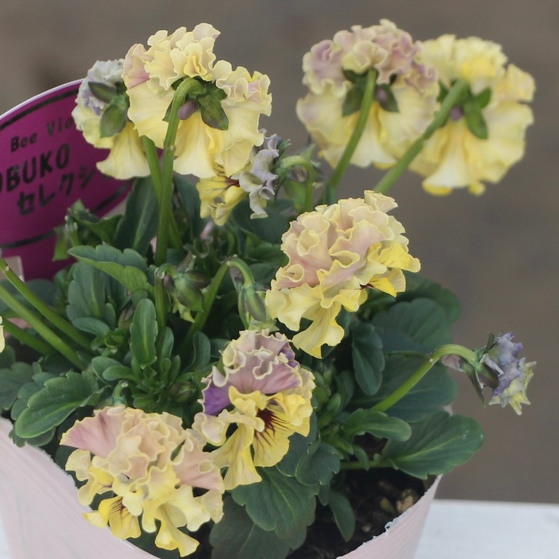 現品!!コウロギさん育種ビオラ「NOBUKOセレクション」＜21-34＞(3.5号ポット)