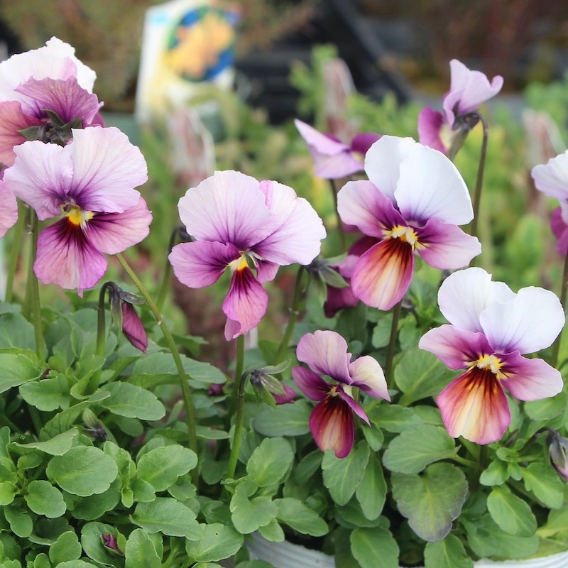 画像で花弁の色・形を選べる!!うえたビオラ「パピヨンワールド」21-47番