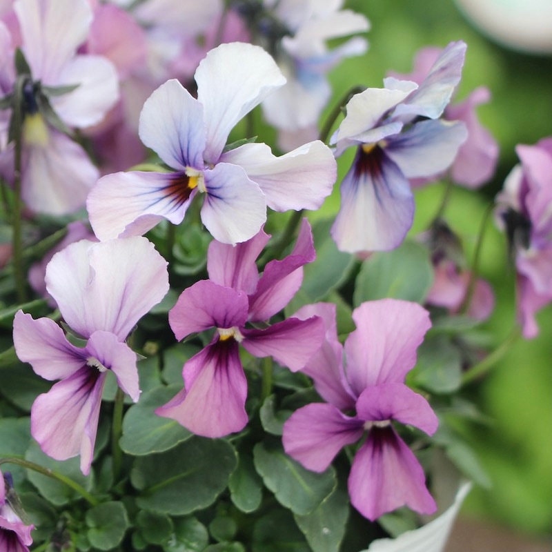 この色系は現品で最後!!うえたビオラ「パピヨンワールド」21-50番