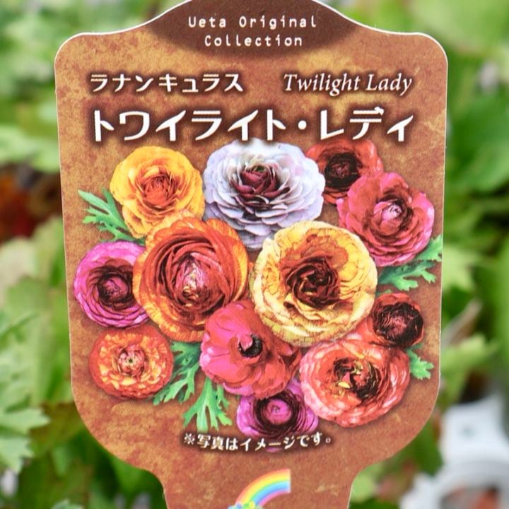 《色を選べないからお買得》うえたオリジナル・ラナンキュラス「トワイライト・レディ」お色お任せ♪【色指定不可】