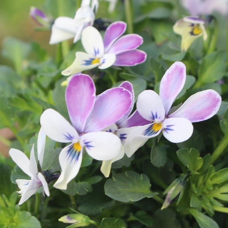 コウロギさん育種ビオラ「NOBUKOセレクション」＜21-35＞(3.5号ポット)